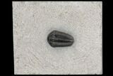 Calymene Niagarensis Trilobite From New York #147269-1